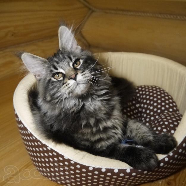 Котята мейн-кун